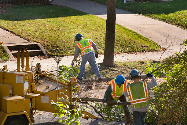 Best Hazardous Tree Removal  in Smithville, MO